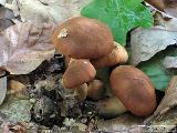 Cortinarius orellanus 