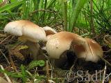 Agrocybe cylindracea