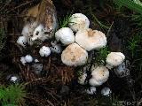 Asterophora lycoperdoides 