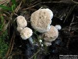 Asterophora lycoperdoides 