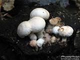 Asterophora lycoperdoides 