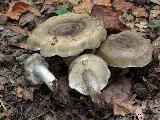 Lactarius fluens