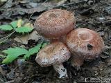 Lactarius torminosus 