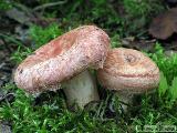 Lactarius torminosus 