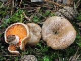 Lactarius quieticolor 