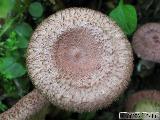 Lactarius spinosulus