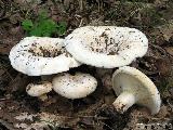 Lactarius vellereus 