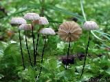 Marasmius wettsteinii 