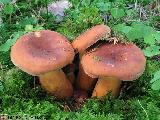 Lactarius volemus 