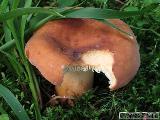 Lactarius volemus 