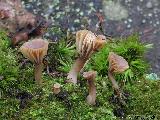 Lichenomphalia umbellifera 