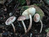 Lepiota tomentella