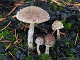 Psathyrella pennata