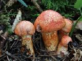 Cortinarius bolaris 