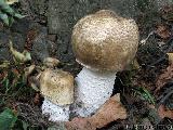 Agaricus augustus