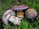 Cortinarius balteatocumatilis 