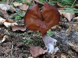 Gyromitra infula 