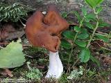 Gyromitra infula