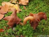 Gyromitra infula 