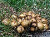 Pholiota jahnii