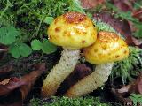 Pholiota adiposa 