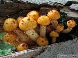 Pholiota adiposa 