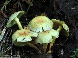 Hypholoma fasciculare var. pusillum