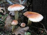 Hypholoma lateritium 