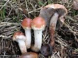 Hypholoma lateritium 