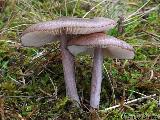 Entoloma porphyrophaeum 