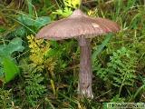 Entoloma porphyrophaeum 