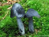 Entoloma nitidum