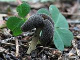 Helvella fibrosa