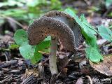 Helvella fibrosa 