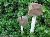 Helvella elastica 