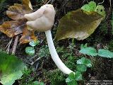 Helvella elastica 