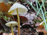 Mycena crocata 