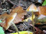 Mycena crocata