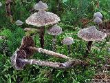 Cortinarius flexipes 