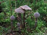 Cortinarius flexipes 