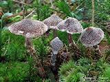 Cortinarius flexipes 