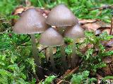 Mycena strobilicola