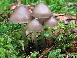 Mycena strobilicola 