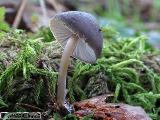 Mycena strobilicola 