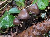 Mycena strobilicola