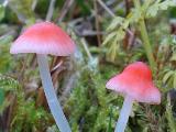 Atheniella adonis