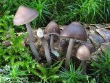 Mycena strobilicola 