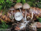 Mycena plumipes