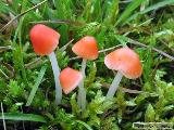 Mycena adonis 