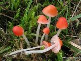 Mycena adonis 